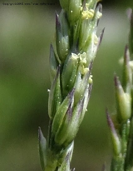 Sporobolus, Davidson, C 12579--Idaho. Valley Co. Lick Cr. Summit. 14 Jul 2014.  (120).JPG