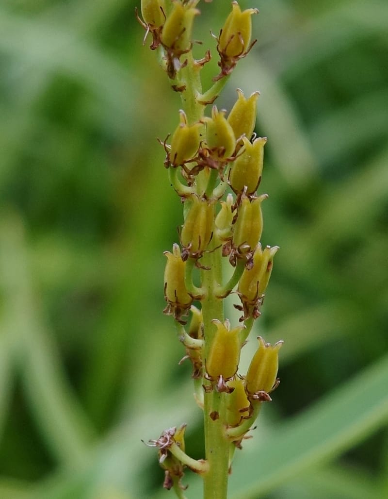 Japanolirion osense--Japan. Hokkaido. Teshio Exptl. For. 3 Aug 2016. DSC00757 (17).JPG