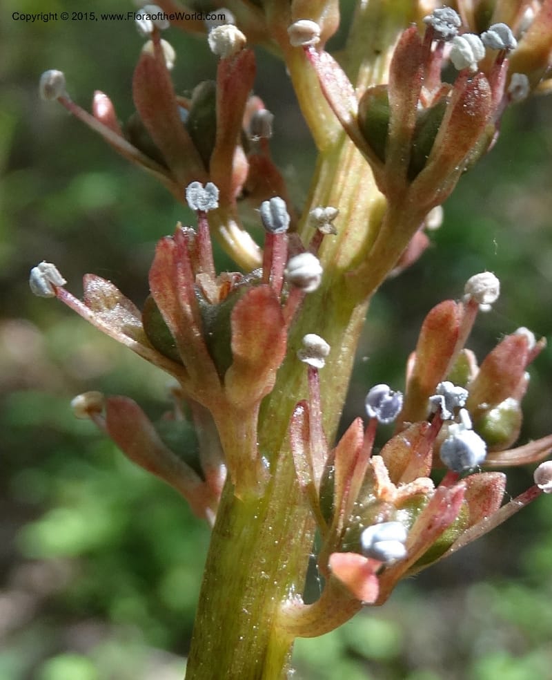 Helonias bullata, Not collected--North Carolina. Trans. Co. W Cradle of For. 11 May 2015. DSC03837 (101).JPG