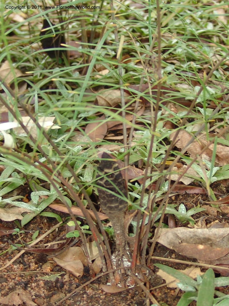 Zamia angustifolia--So.Africa. Lowveld Nat. Bot. Gard. 14 Mch 05. 444.jpg