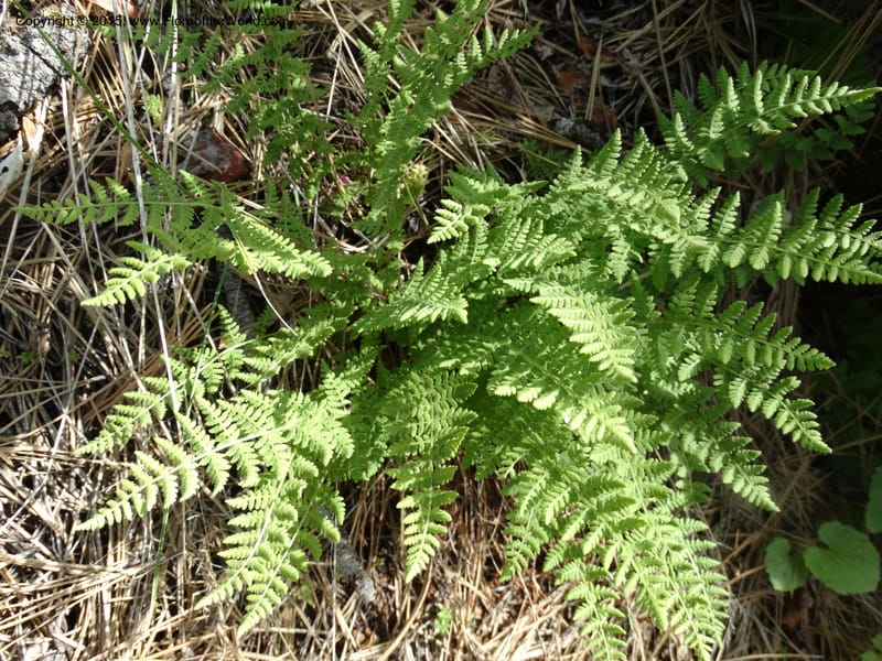 Woodsia scopulina, Davidson, C 12843--Idaho. Valley County. Sylvan Beach. 15 Jun 2015.  (35).JPG