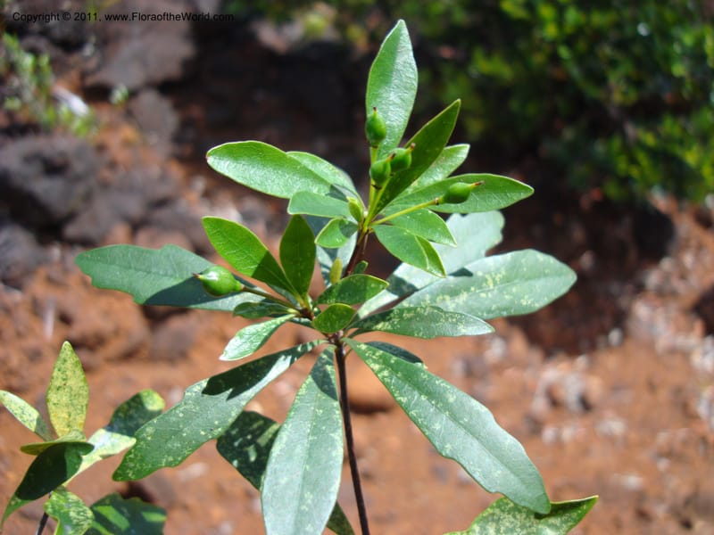 Pittosporum dzumacense, Gemmill, C 618--New Caledonia, ProvN, Plateau de Poro, 16 Nov 2007 014 (18).jpg