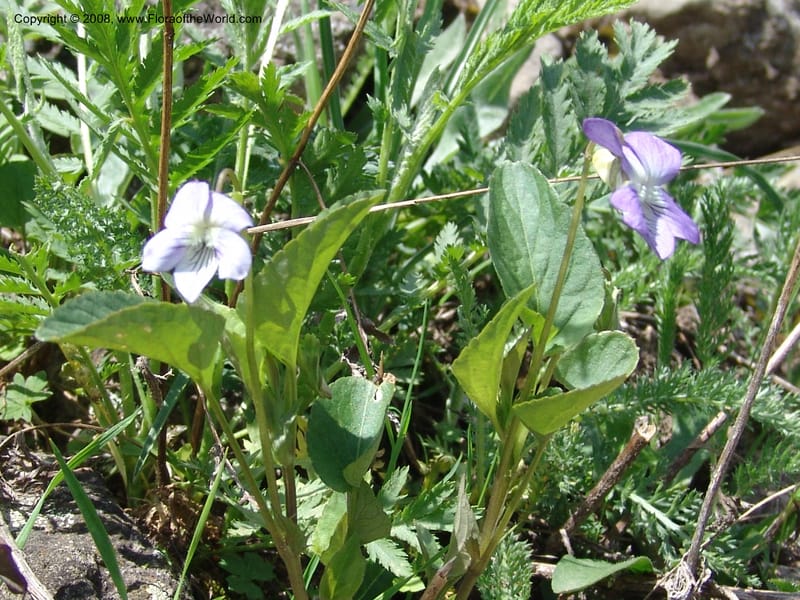 Viola somchetica--Georgia. Kazbeki . Trail-road to Sameba Church. 2 Jun 05. 041.jpg