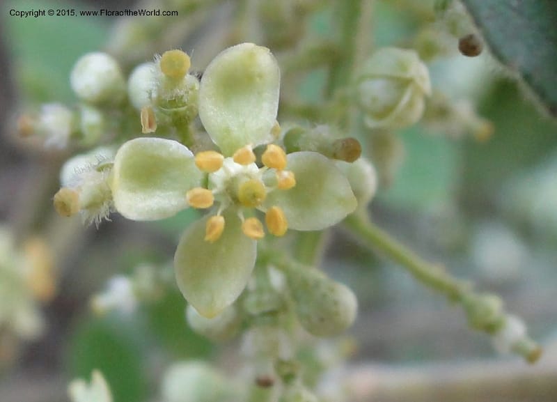 Clausena, Regalado 1953--Viet Nam. Forest Block 19. 15 May 2011. 270 (8).jpg