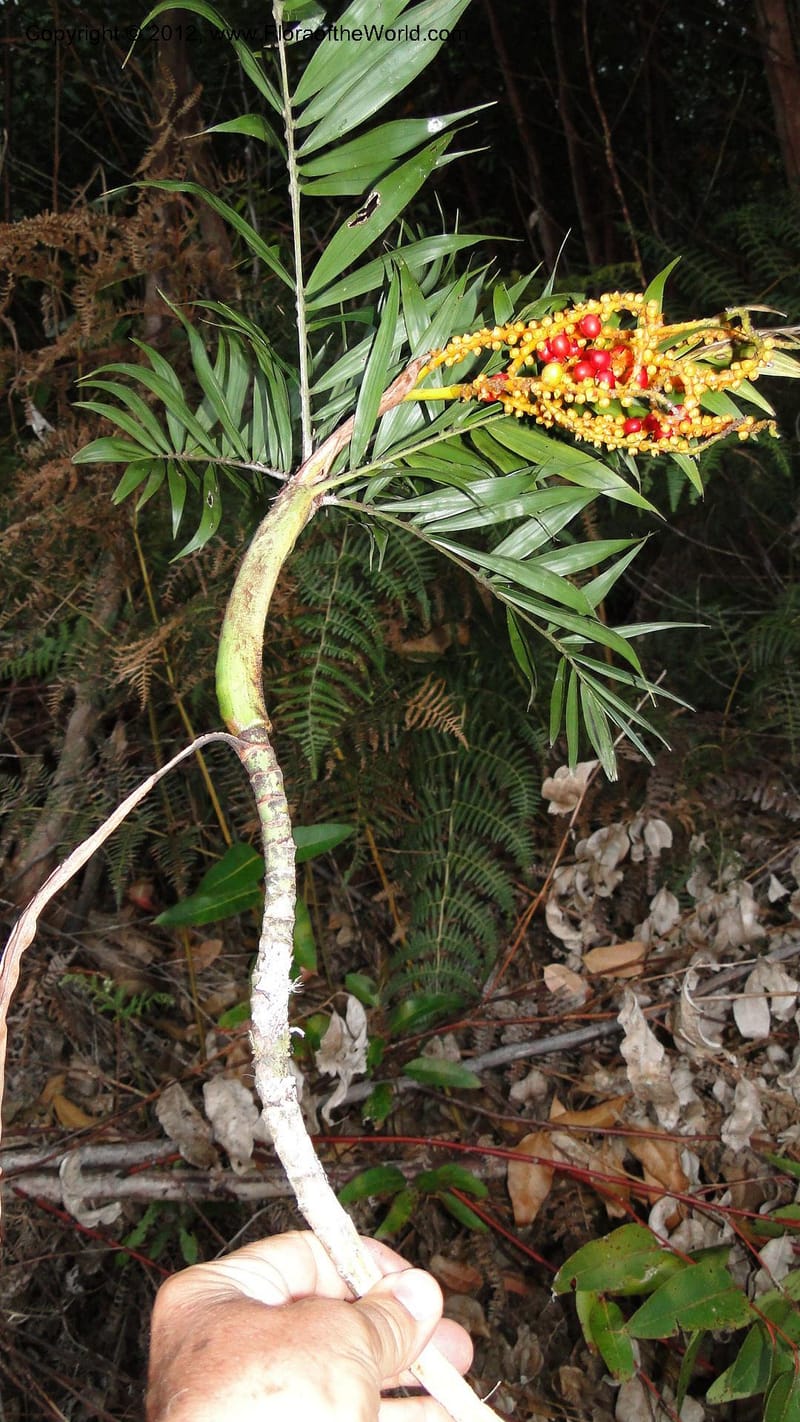 Dypsis, N. Manjato 197--Madagascar. E of Ambositra toward Antoetra. 2 May 2010 452 (3).jpg
