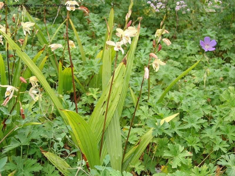 Bletilla ochracea, 80.1474--CA. UC Berkeley Bot. Garden.  30 Jun 06. 001.jpg