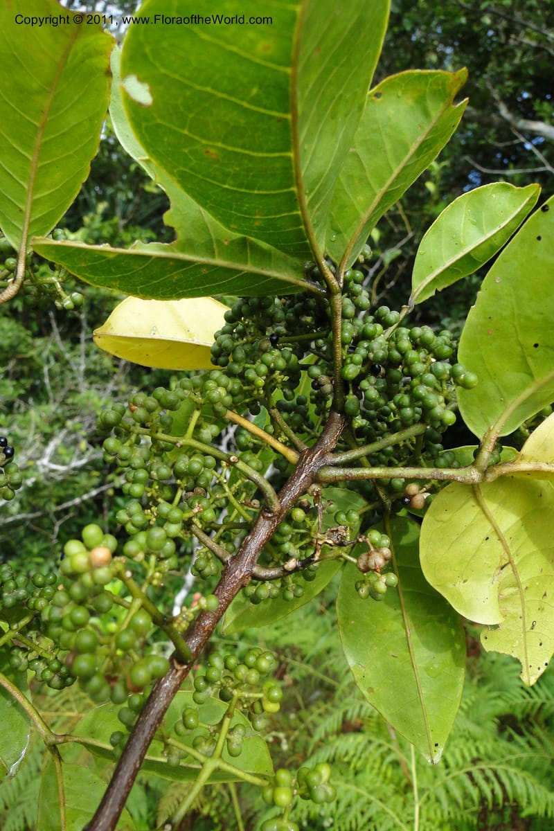 Melicope, M. Tuiwawa 4953--Fiji. Nadarivatu Nature Reserve. 10 Feb 2011. 026 (96).jpg