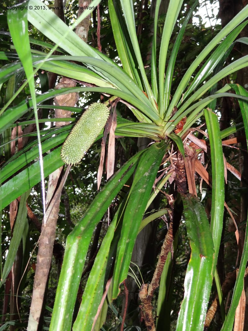 Benstonea rustica, Callmander 1011--Malaysia, Sarawak. Kubah Nat. Park. 28 Mar 2012. DSC05973 (190).JPG