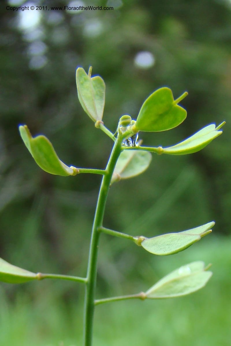 Thlaspi fendleri, C. Davidson 11425--Idaho. Adams Co. Smokey Boulder Rd. 6 June 2009. 129.jpg