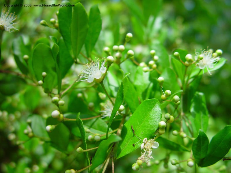 Myrcianthes fragrans--FL. Fairchild Tropical Gard. 7 Apr 03. 289.jpg