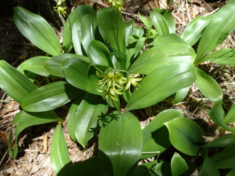 Clintonia borealis, Davidson, C 13070--North Carolina. Trans. Co. Devils Courthhouse. 21 May 2015. DSC07059 (24).JPG