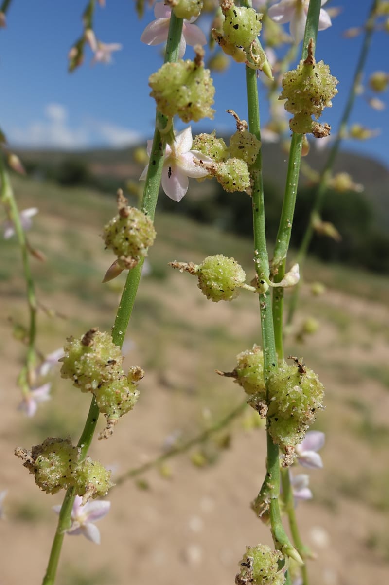 Oxygonum alatum, L. Nanyeni 1143--Namibia. B1 to Rehoboth, Frankie Fredricks St. 15 Mar 2018. DSC00565 (138).JPG