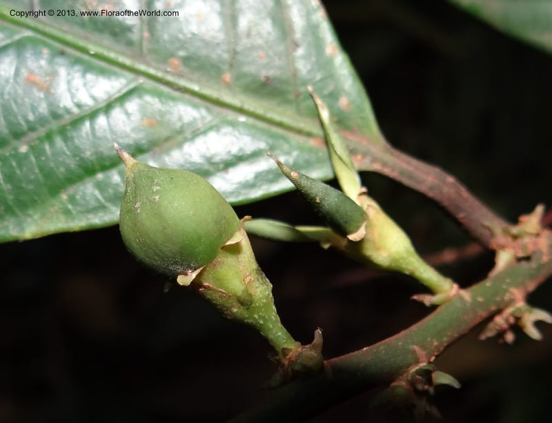 Rinorea, VC 5620--Thailand. Surat Thani Prov. Khlong Phanom Nat. Park. 15 Nov 2012. DSC09389 (237).JPG