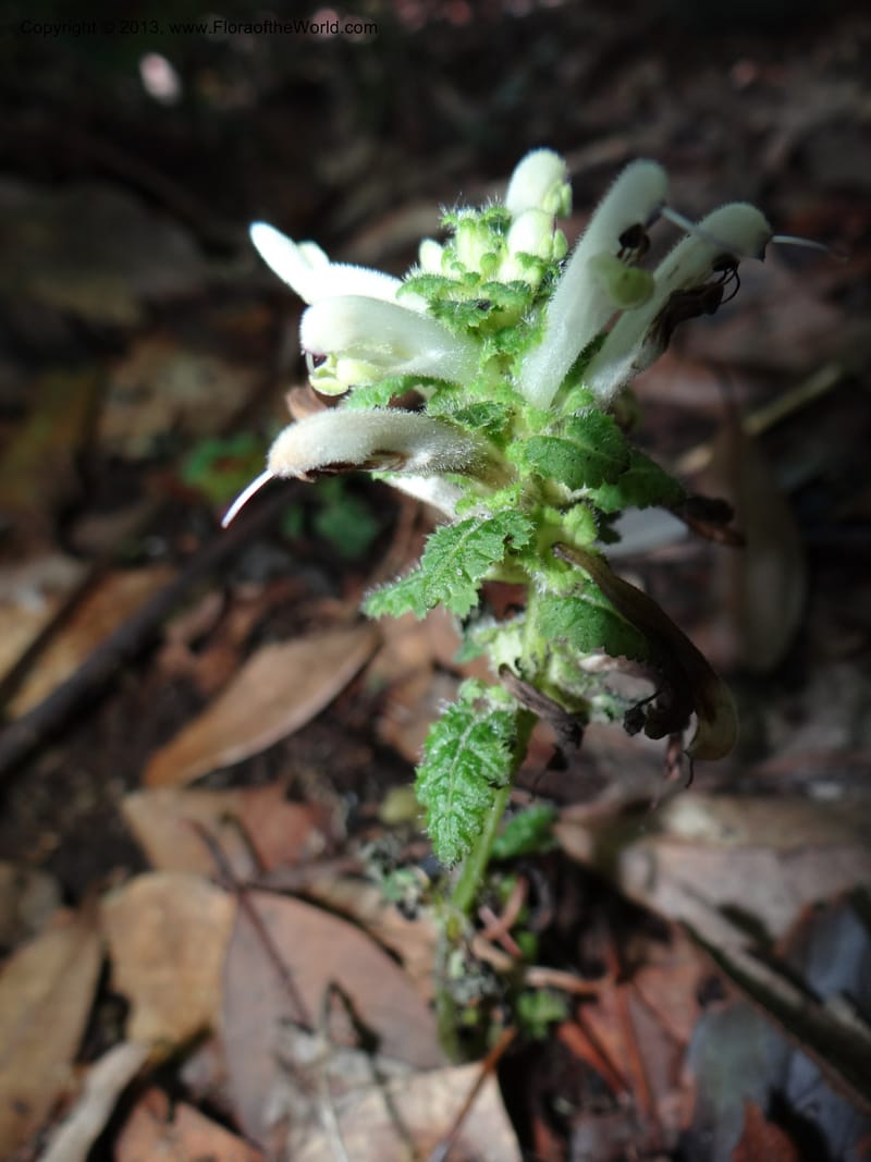 Pedicularis, VC 5501--Thailand. Chiang Mai. Doi Inthanon Nat. Park. 8 Nov 2012. DSC07747 (42).JPG