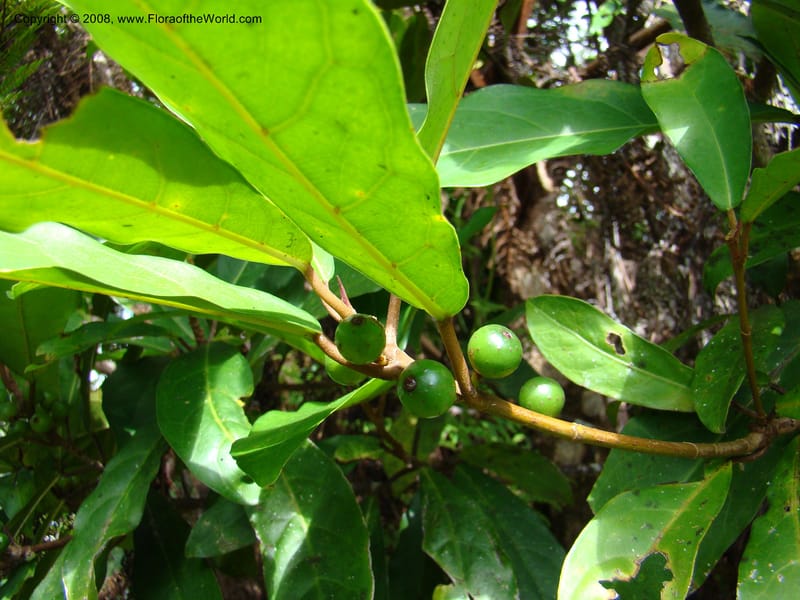 Ficus, JMunzinger4751--New Caledonia. Mandjelia. 13 Nov 07. 162.jpg