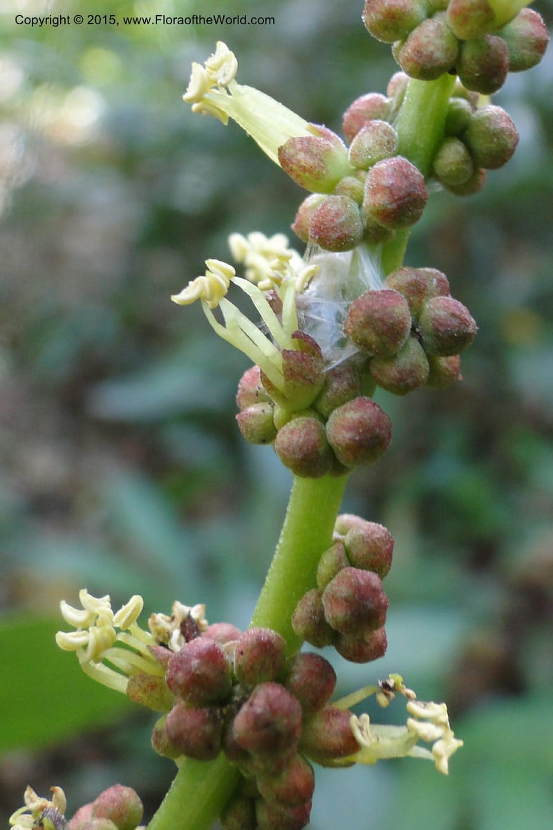 Cleidion, Regalado 1856--Viet Nam. Unknown mountain. 10 May 2011. 099 (12).jpg