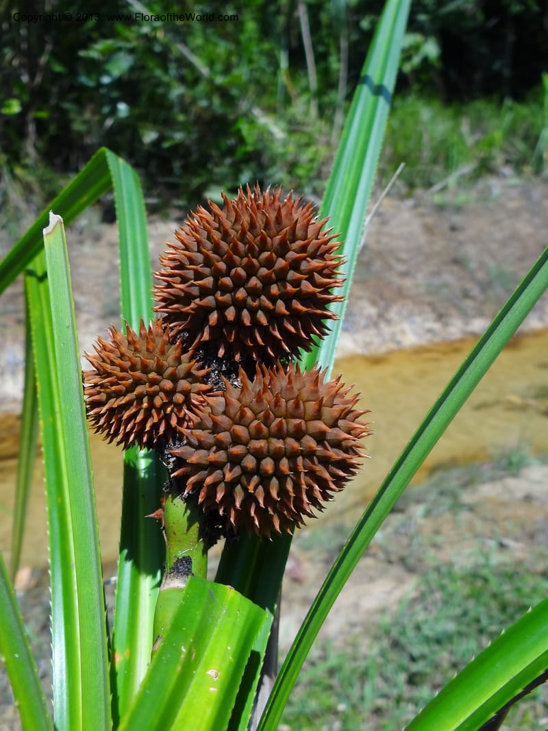 Cluster of spiky brown syncarps among strap-like leaves