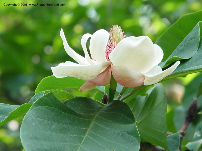 Magnolia wiesneri [=M. sieboldii]--CT. Branford. Dr. Nickou's private garden. 27 Jun 03. 013.jpg