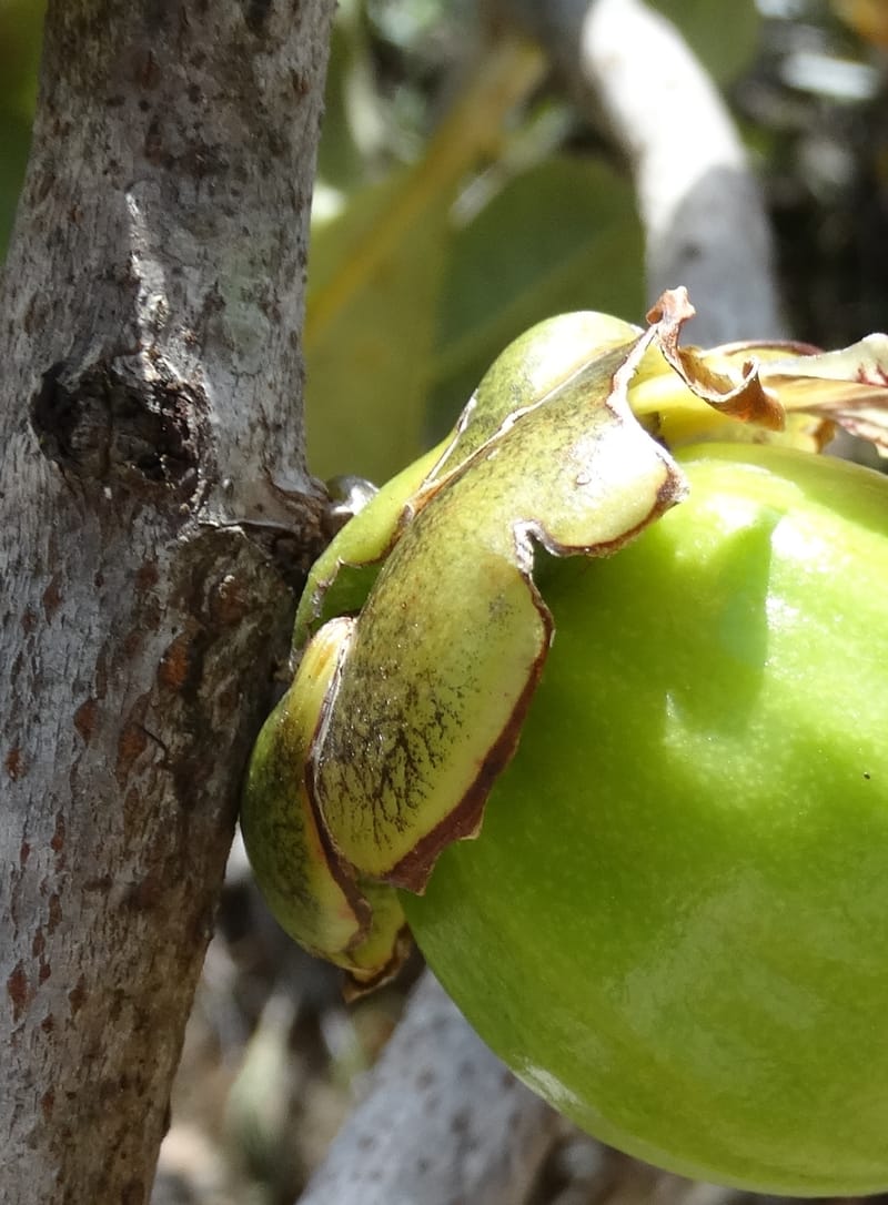 Strasburgeria robusta, Lowry, P 7371--New Caledonia. Mont Dzumac. 12 Nov 2015. DSC01563 (223).JPG