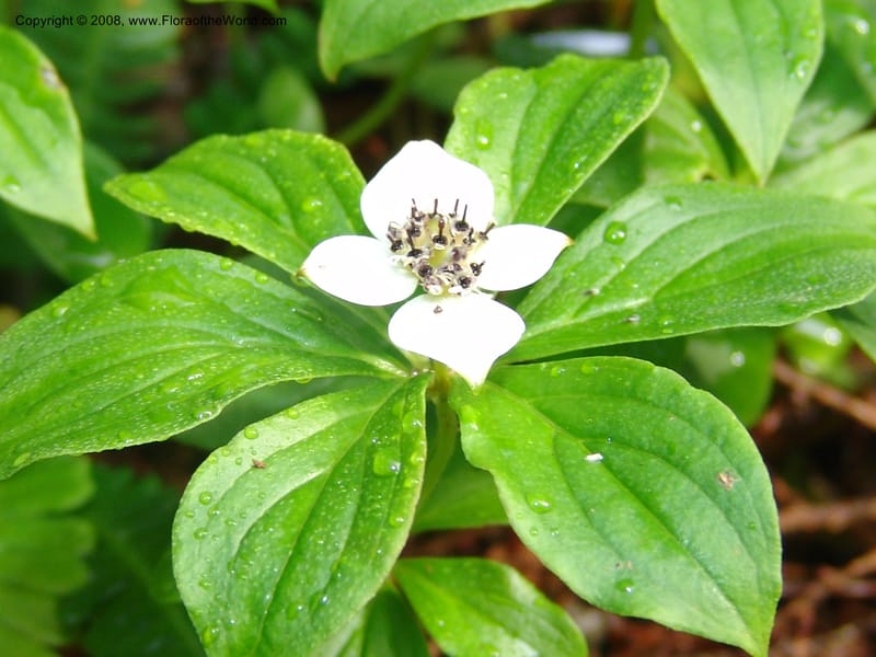 Cornus canadensis--WA. Grays Harbor Co. Quinault Rain For, Lake Quinault. 15 Jun 06. 020.jpg