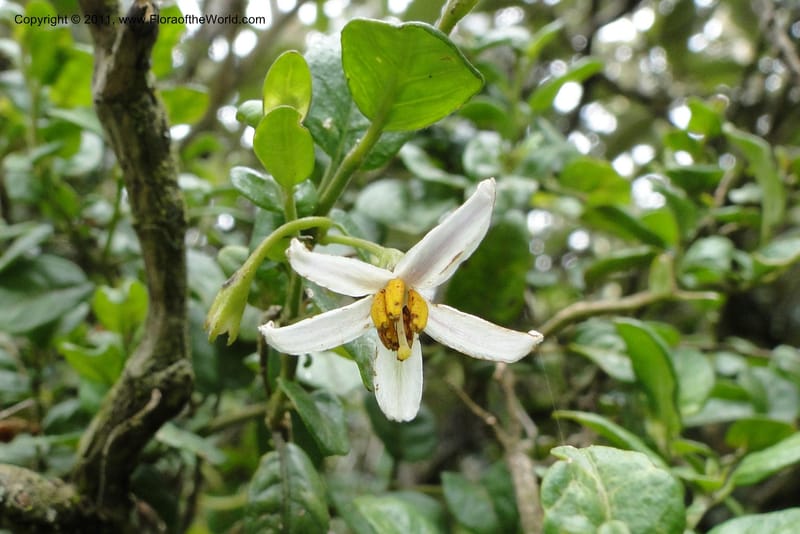 Solanum, Ulloa 1967--Ecuador. Pichincha. Old rd to Papallacta. 31 May 2011. 091 (14).jpg