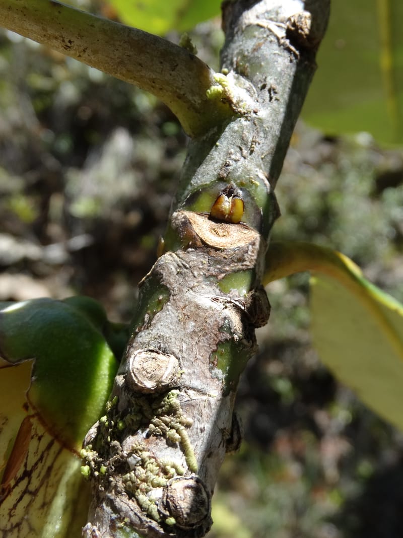 Strasburgeria robusta, Lowry, P 7371--New Caledonia. Mont Dzumac. 12 Nov 2015. DSC01563 (167).JPG