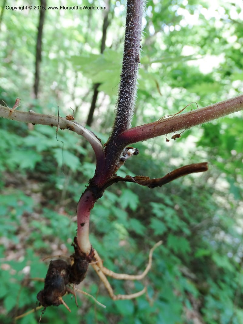 Hydrophyllum macrophyllum, Davidson, C 13025--North Carolina. Haywood Co. Pigeon R. 16 May 2015. DSC05923 (93).JPG