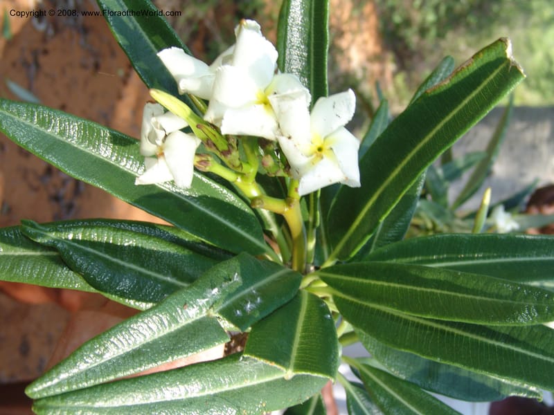 Pachypodium mikea, Z.Rogers880--Madag. Prov. Toleara. Ifaty, Village Tortues. 15 Jan 06. 145.jpg