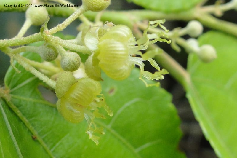 Guazuma ulmifolia, W. D. Stevens 31172--Paraguay. Edo. Concepcion. Garay Cue. 19 Mar 2011. 345 (29).jpg
