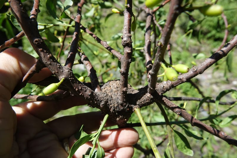Taxillus delavayi var. delavayi, D. Boufford 43988--China. Sichuan. Yibailingba-gou. 12 Aug 2017. DSC04660 (563).JPG