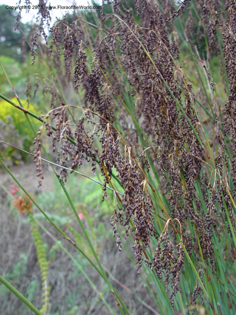 Rhodocoma arida, 96.0101--CA. UC Berkeley Bot. Gard. 11 Feb 03. 067.jpg