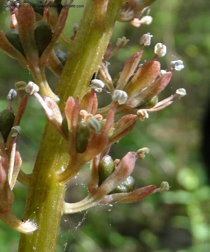 Helonias bullata, Not collected--North Carolina. Trans. Co. W Cradle of For. 11 May 2015. DSC03837 (102).JPG