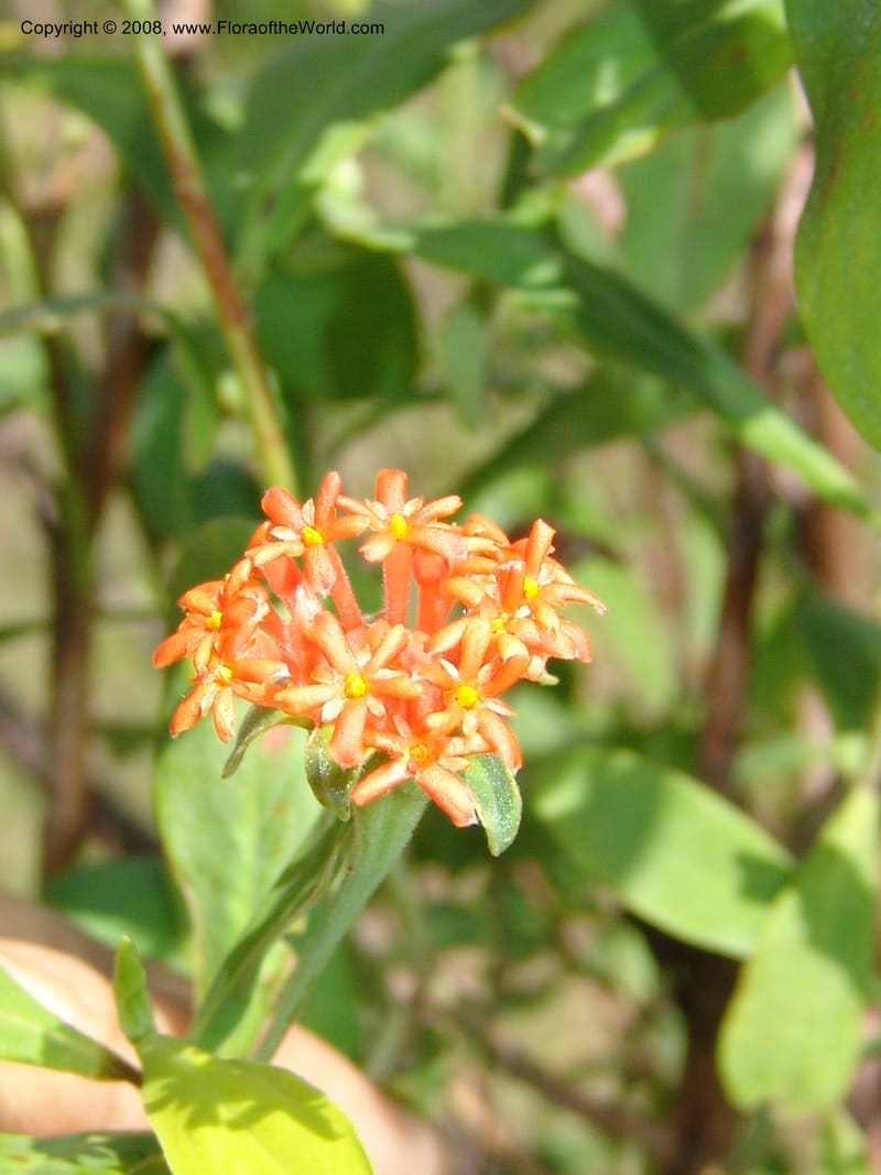 Gnidia daphnifolia, Z.Rogers954--Madag. Prov.Toliara. Belavenoky, Rd Tolinaro-Ste. Luce. 23 Jan 06. 016.jpg