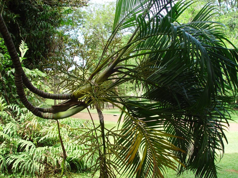 Chrysalidocarpus lucubensis--So. Africa. Durban Botanic Garden. 24 Nov 02. 108.jpg