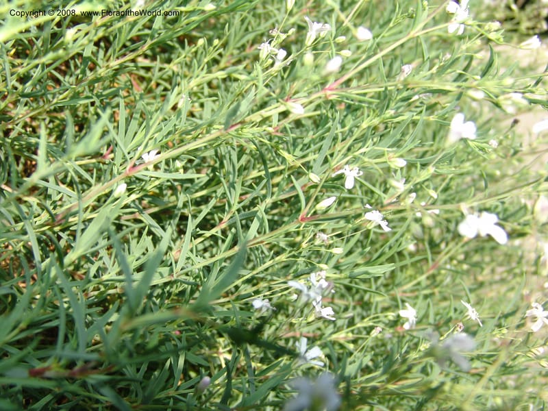 Gypsophila repens, S 41.2083--France. Paris. Jardin des Plantes. 4 Sep 07. 039.jpg