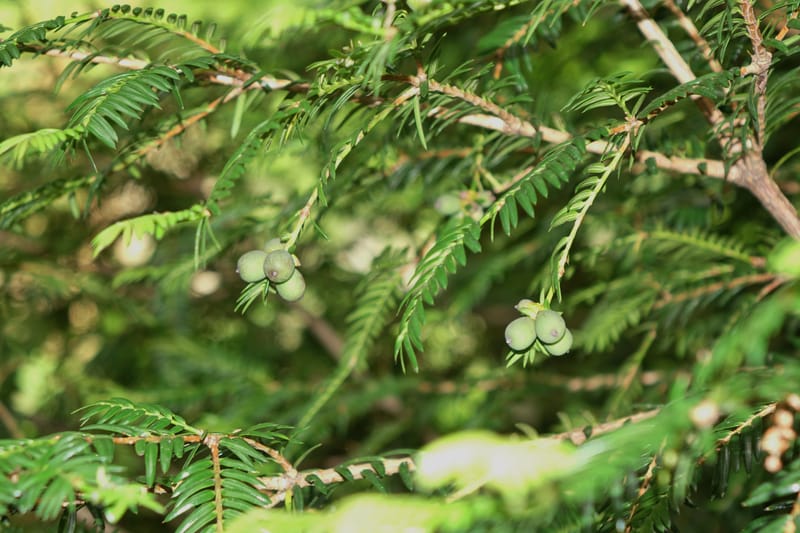 Torreya nucifera--Japan. Niigata. Trail along Sekikawa River. 29 May 2016. DSC05504 (104).JPG