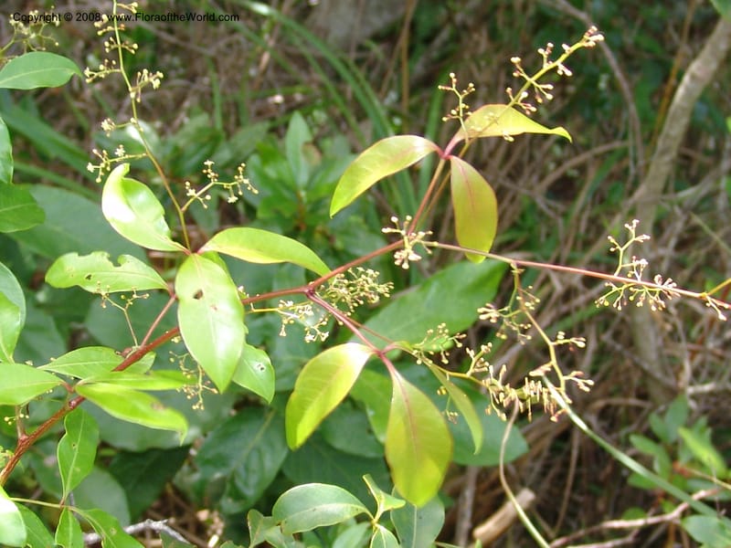 Rhus acocksii--So.Africa. E. Cape. Umtamvuna Nat. Res. 11 Mch 05. 459.jpg