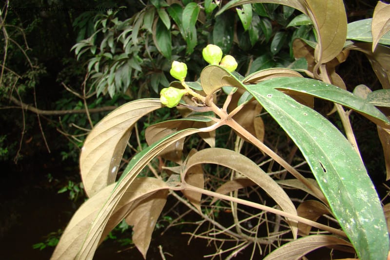 Nectandra, Vasquez 34819--Peru. Loreto. Dist. Nauta. Qbda Nawapa, Rio Tigre. 11 Nov 08. 357 (14).jpg