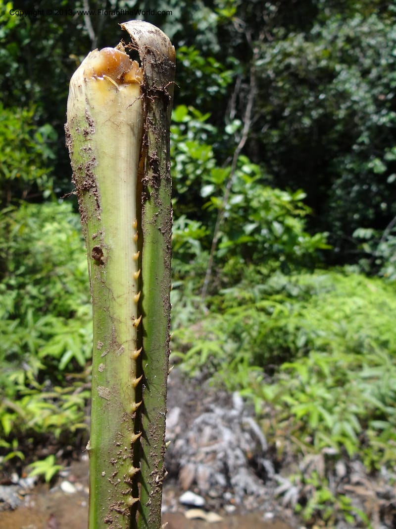 Pandanus pugnax, Callmander 1035--Malaysia, Sabah. Meliau Range. Ulu Tongod For. Res. 8 Apr 2012. DSC07780 (36).JPG