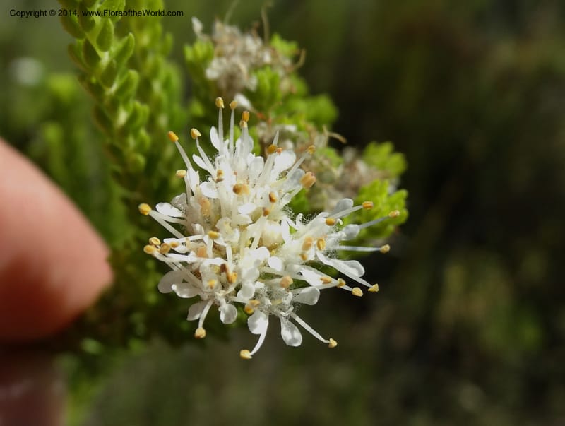 Agathosma collina, Davidson, C 12301--South Africa. Western Cape. De Hoop Nature Res. 22 Jan 2014. DSC01681 (110).JPG