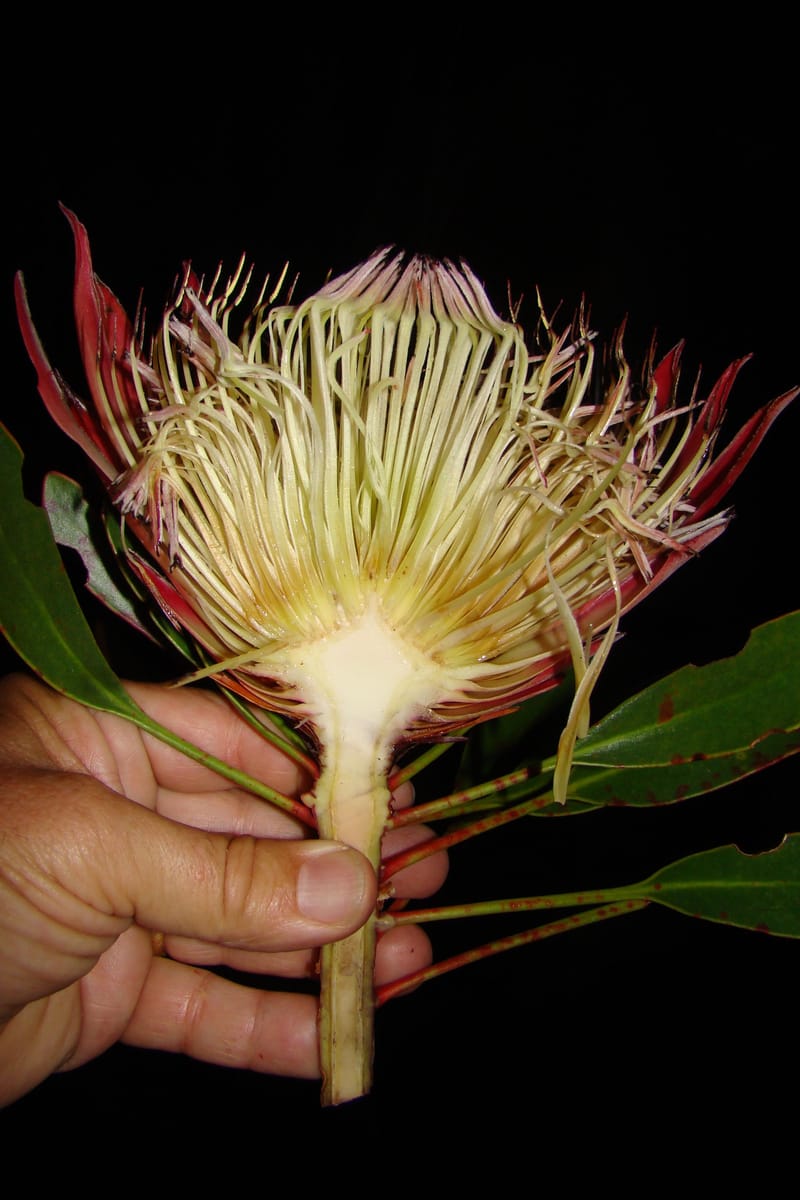 Protea cynaroides, C. Davidson 11499--South Africa. Marloth Nat. Res. Langeberg Mts. 22 Aug 09. 377.jpg