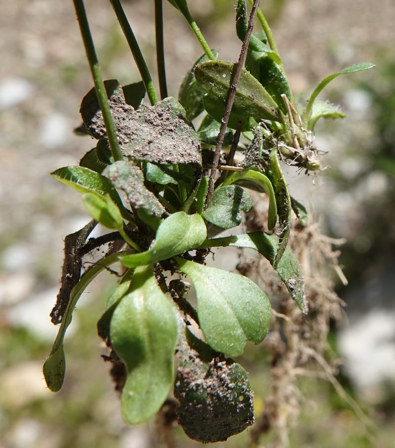 Arabis nuttallii, C. Davidson 14036--ID, Valley Co. Elkl Summit. 18 July 2019. DSC00995 (34).JPG
