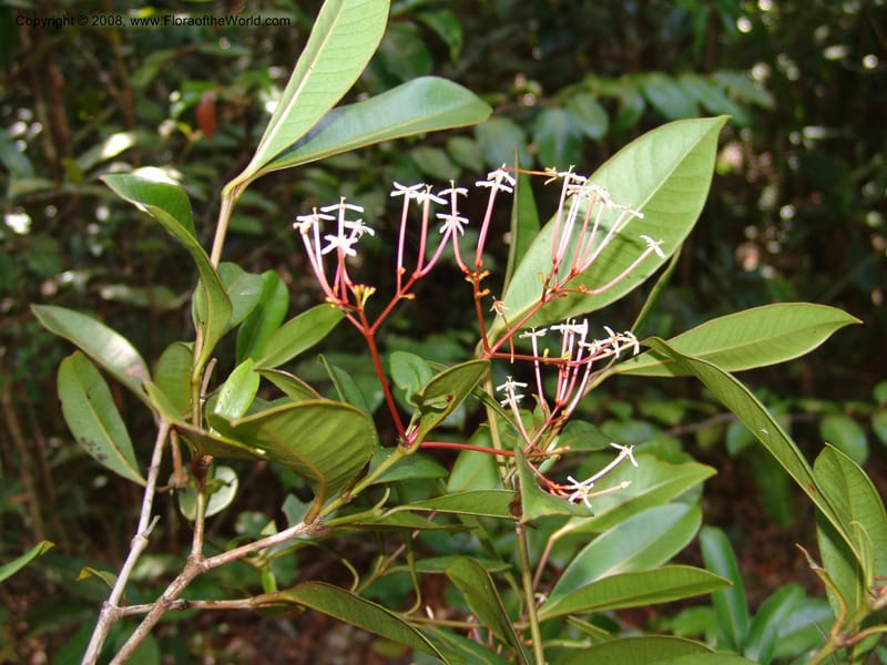 Ixora cremixora, Z.Rogers971--Madag. Prov.Toliara. Littoral for.- Ste. Luce. 23 Jan 06. 217.jpg
