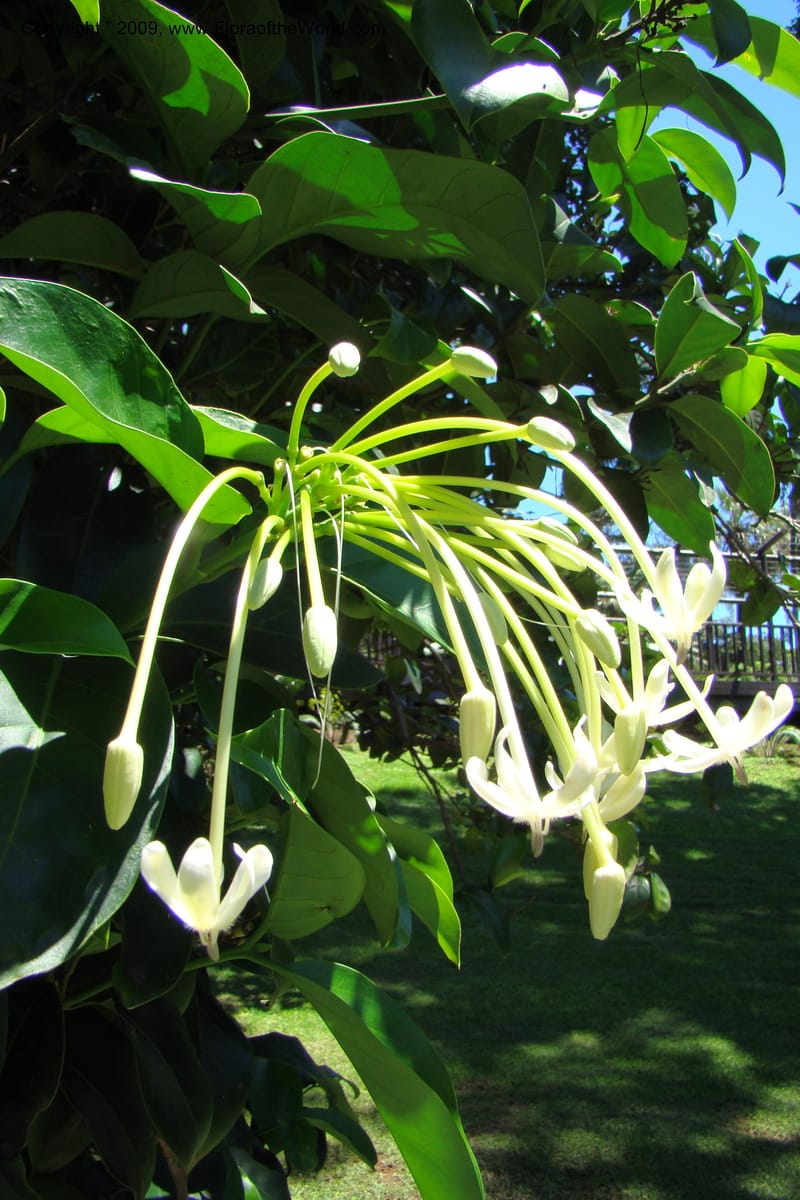 Posoqueria latifolia--South Africa. Durban Botanical Garden. 30 Jan 09. 096.jpg