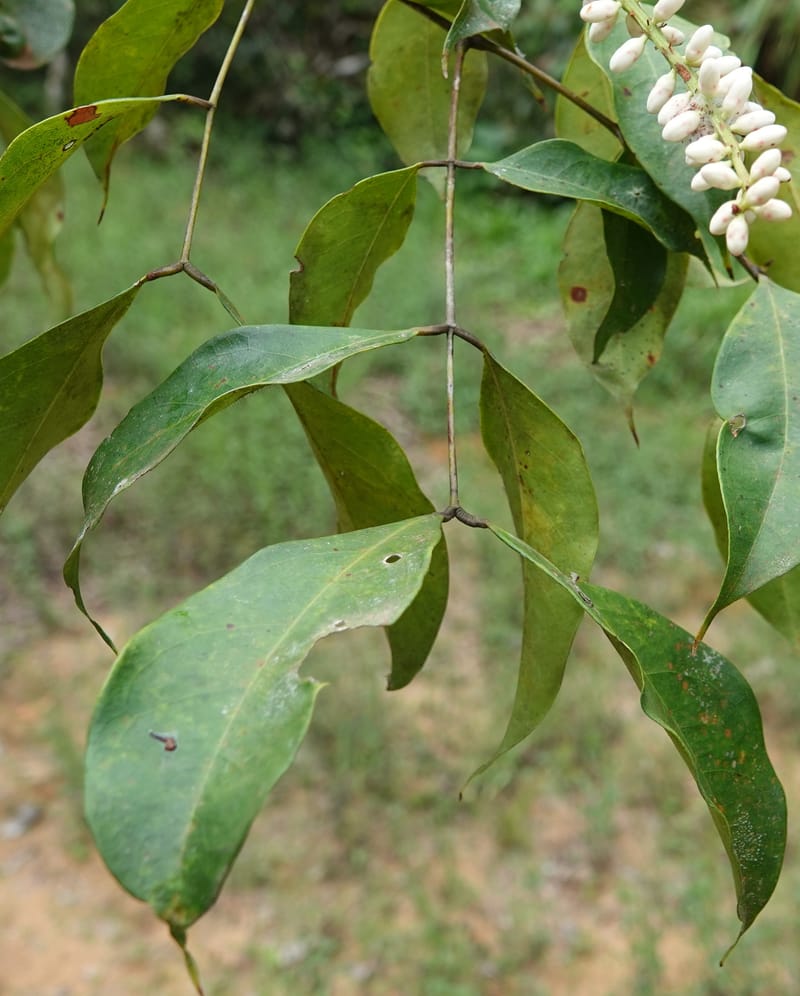 Stachyothyrsus staudtii, C. Davidson 14054--Gabon. Maboumine. 23 Oct 2019. DSC01631 (141).JPG