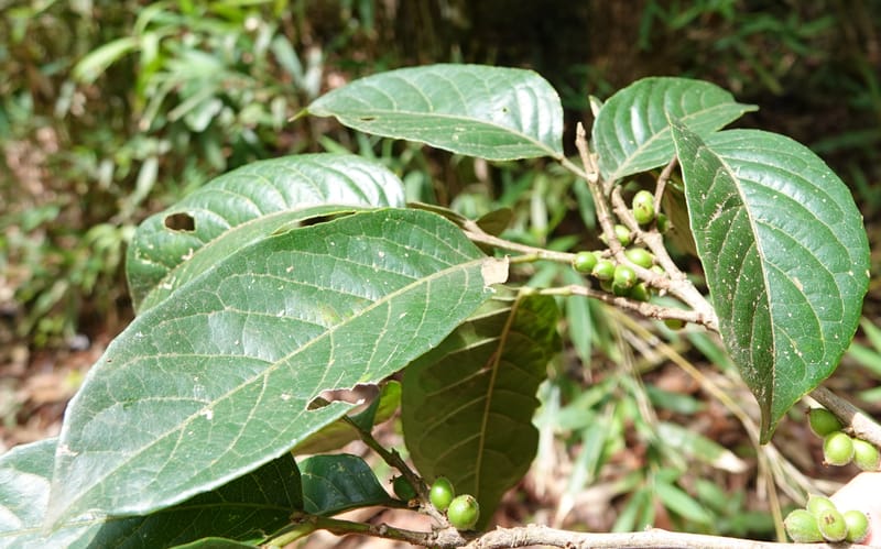 Aporosa dioica, D. Boufford 44137--China. Yunnan. Along G213. 4 May 2018. DSC02084 (37).JPG