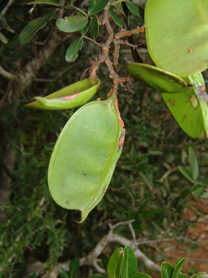 Schotia latifolia--So.Africa. E. Cape. Uitenhage Nat. Res. 6 Mch 05. 186.jpg