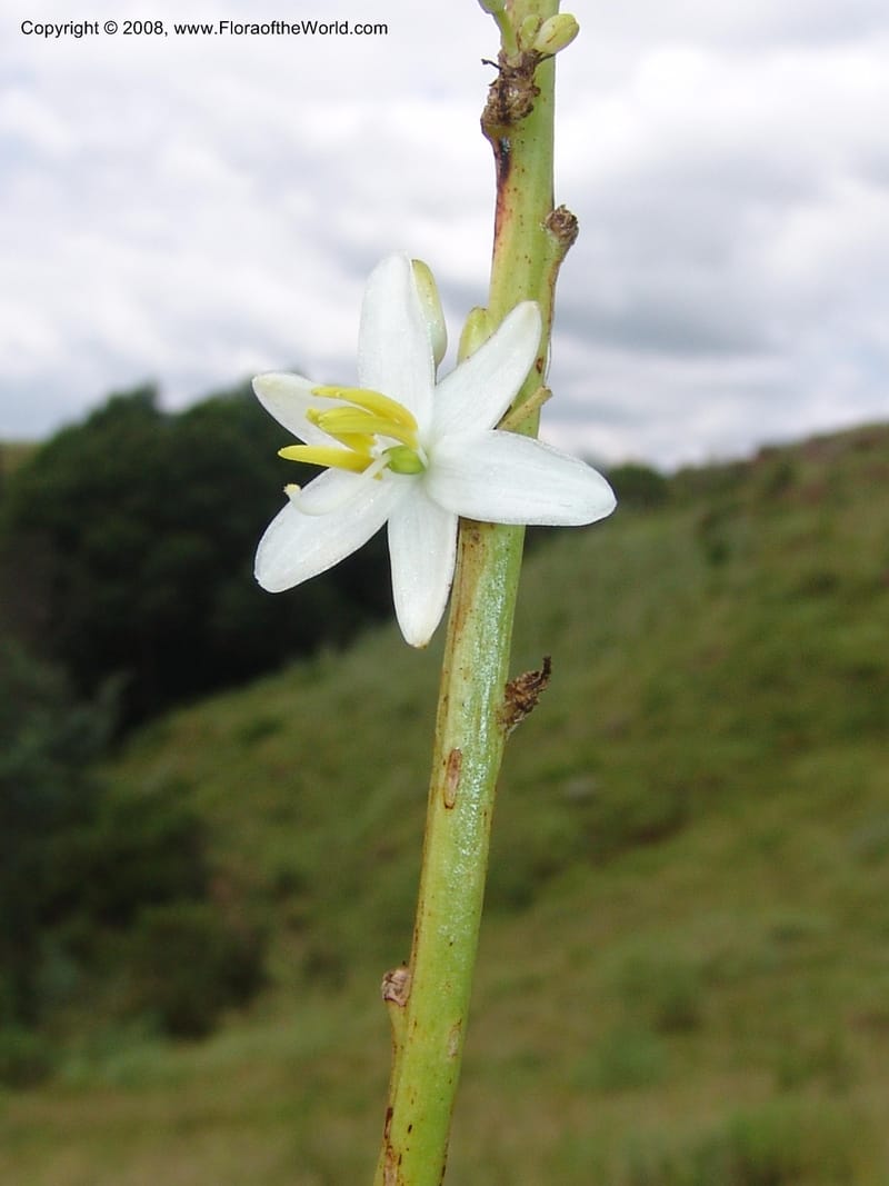 Chlorophytum crookianum--So.Africa. KZN. Midl. Meand. Granny Mouse. 13 Mch 05. 059.jpg