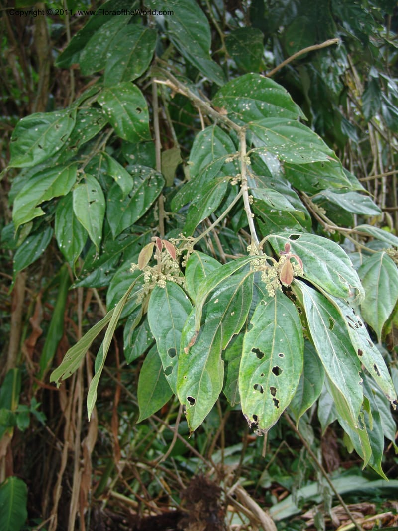Endlicheria paniculata, RVasquez 31492--Peru. Prov. Oxa. Parq. Nac. Yanachaga Chemillen. 12 Oct 06. 729 (5).jpg
