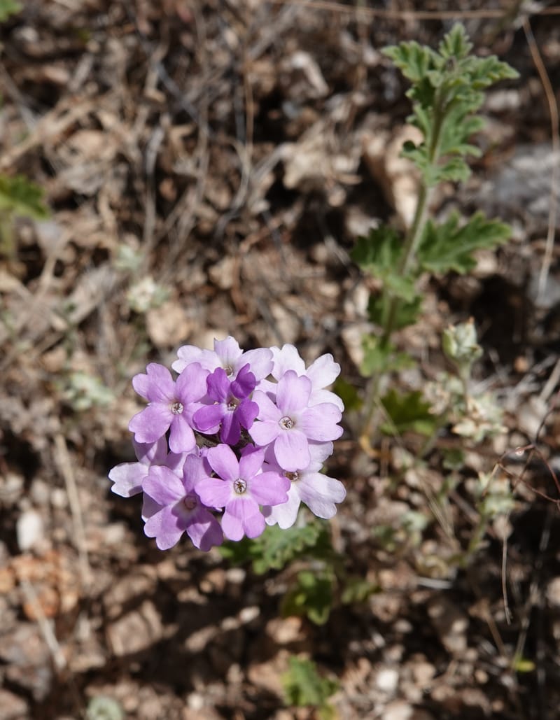 Glandularia gooddingii, C. Davidson 13980--AZ. Pima Co. Mt. Lemmon. Molino View Parking. 8 Apr 2019. DSC (175).JPG